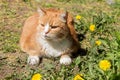 An old domestic red-white cat lies in a clearing.