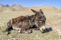 Old donkey resting in High Atlas Mountains in Morocco, Africa