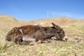 Old donkey resting in High Atlas Mountains in Morocco, Africa