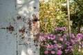An old door and a bush of beautiful flowers