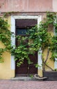 Old door and climbing plant Royalty Free Stock Photo