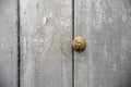 Old door with copper button handle photography Royalty Free Stock Photo