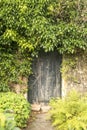 Old door with faded, peeling paint surrounded by overgrwon ivy