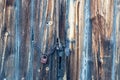 Old door with lock and chain. Royalty Free Stock Photo