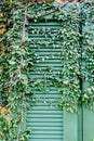 Old door locked with vine cover the door Royalty Free Stock Photo