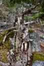 Old Douglas fir snag stump with branches looks vaguely figural standing against mossy rocks