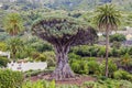 Old Dragon Tree Royalty Free Stock Photo