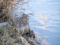 An old drain pipe flows into a river Royalty Free Stock Photo