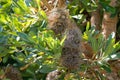 Old dried cone with follicles of Saw banksia Old man banksia, s Royalty Free Stock Photo