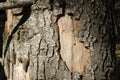 Old dried cracked wood with patches of bark warm color background