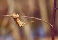 Old dried leaf on a branch of a spring tree Royalty Free Stock Photo