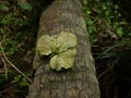 Old dried mushroom on a fallen coconut tree Royalty Free Stock Photo