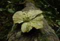 Old dried mushrooms on a fallen coconut tree Royalty Free Stock Photo