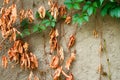 Old dried and new green leaves of wild grapes on the background of an old cement wall, selective focus Royalty Free Stock Photo