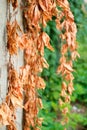 Old dried and new green leaves of wild grapes on the background of an old cement wall, selective focus Royalty Free Stock Photo