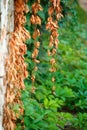 Old dried and new green leaves of wild grapes on the background of an old cement wall, selective focus Royalty Free Stock Photo