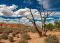 An Old Dried Out Tree in the Middle of Desert Royalty Free Stock Photo