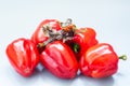 Old dried peppers among fresh paprika on gray background. concept of old age and youth