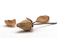 Old dried red rose against a white background.Lifeless rose flower on white.