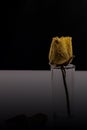 Old dried rose isolated against a black background.Lifeless rose flower.