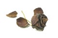 Old dried roses on a white Royalty Free Stock Photo