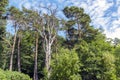 Old dried-up diseased tree among tall and mighty healthy and evergreen pines Royalty Free Stock Photo