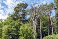 Old dried-up diseased tree among tall and mighty healthy and evergreen pines Royalty Free Stock Photo