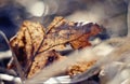 Old dried-up fragmentary leaf close up.