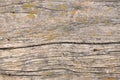 Old dried wood, texture