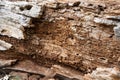 Old driftwood closeup texture with bugs Royalty Free Stock Photo