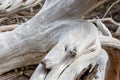 Old driftwood on the coast