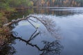 Old driftwood and colorful northern nature in autumn, lake, variegated forest in the evening. Karelia Russia Royalty Free Stock Photo