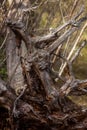 Old driftwood, dead fallen tree in the forest Royalty Free Stock Photo