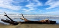 an old driftwood laying on the sand in front of the ocean Royalty Free Stock Photo