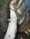 Old driftwood from the Licking River Central Ohio