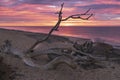 Old driftwood trees on sandy beach with dramatic sun rise Royalty Free Stock Photo