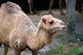 Old dromedary arabian camel from Egypt