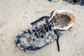 Old drowned sneaker with sea shells Royalty Free Stock Photo