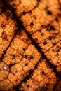Old autumn leaf macro closeup Royalty Free Stock Photo