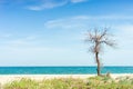 Old dry bare tree grow on the sea beach in summer day Royalty Free Stock Photo