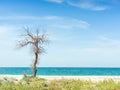 Old dry bare tree grows on the sea beach in summer Royalty Free Stock Photo