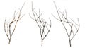 old dry branches blackberry, Sicks and twigs, wood bundle isolated on white background Royalty Free Stock Photo