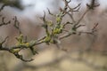 Old dry branches of a pear tree in green moss Royalty Free Stock Photo