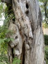 Old dry branches on a tree Royalty Free Stock Photo