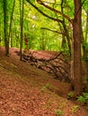 An old dry broken tree lies in the background and on a branch of a standing tree is an improvised swing Royalty Free Stock Photo