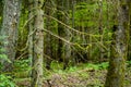 old dry broken tree trunks and stomps in forest Royalty Free Stock Photo