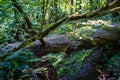 old dry broken tree trunks and stomps in forest Royalty Free Stock Photo