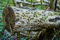 old dry broken tree trunks and stomps in forest Royalty Free Stock Photo