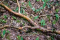 old dry broken tree trunks and stomps in forest Royalty Free Stock Photo