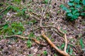 old dry broken tree trunks and stomps in forest Royalty Free Stock Photo